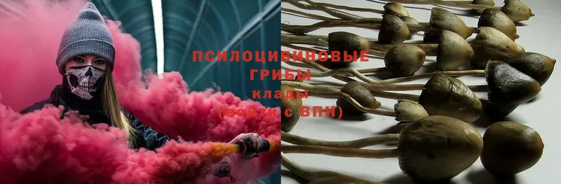 что такое   Губкинский  Псилоцибиновые грибы Psilocybe 